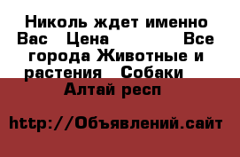 Николь ждет именно Вас › Цена ­ 25 000 - Все города Животные и растения » Собаки   . Алтай респ.